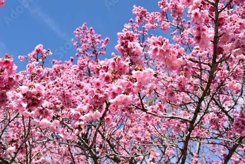Wallpaper Mural pink cherry tree Torontodigital.ca