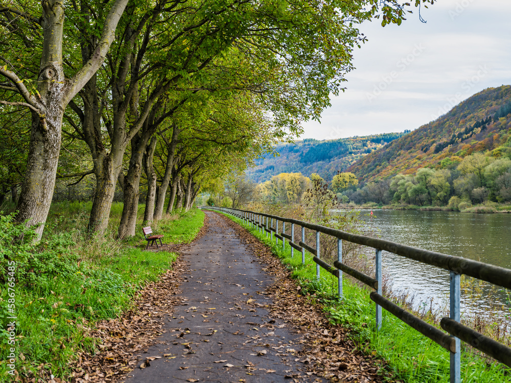 Cyclist and pedestrian pathways under tree avenue on Moselle river in Ediger-Eller during autumn, Cochem-Zell district, Germany Cyclist and pedestrian pathways under tree avenue on Moselle river in Ediger-Eller during autumn, Cochem-Zell district, Germany