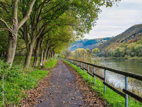 Cyclist and pedestrian pathways under tree avenue on Moselle river in Ediger-Eller during autumn, Cochem-Zell district, Germany