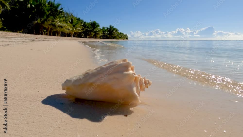 Conch shell on sandy beach with waves lapping and green palm trees in the background Conch shell on sandy beach with waves lapping and green palm trees in the background