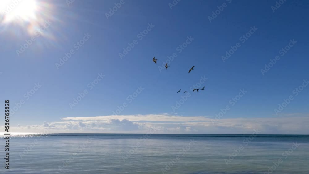 Nine Pelicans flying over blue sea water and beach Nine Pelicans flying over blue sea water and beach