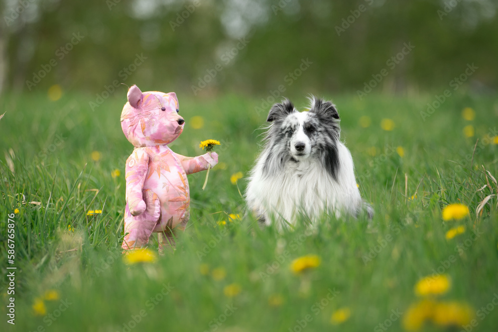 dog with teddy bear dog with teddy bear