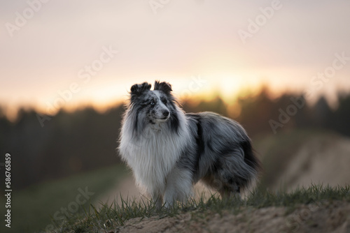 sheltie in the forest photo