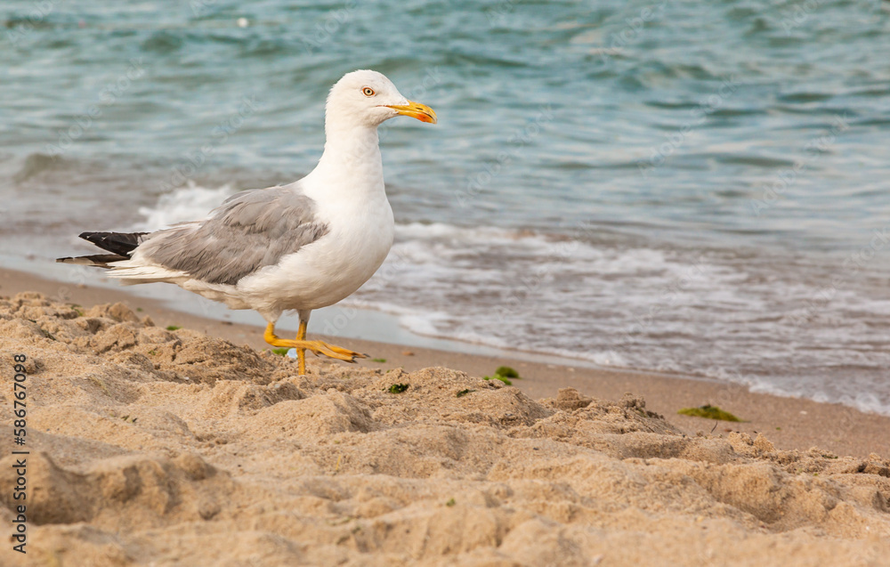 Seagull walking on the beach across the sea. Summer background	