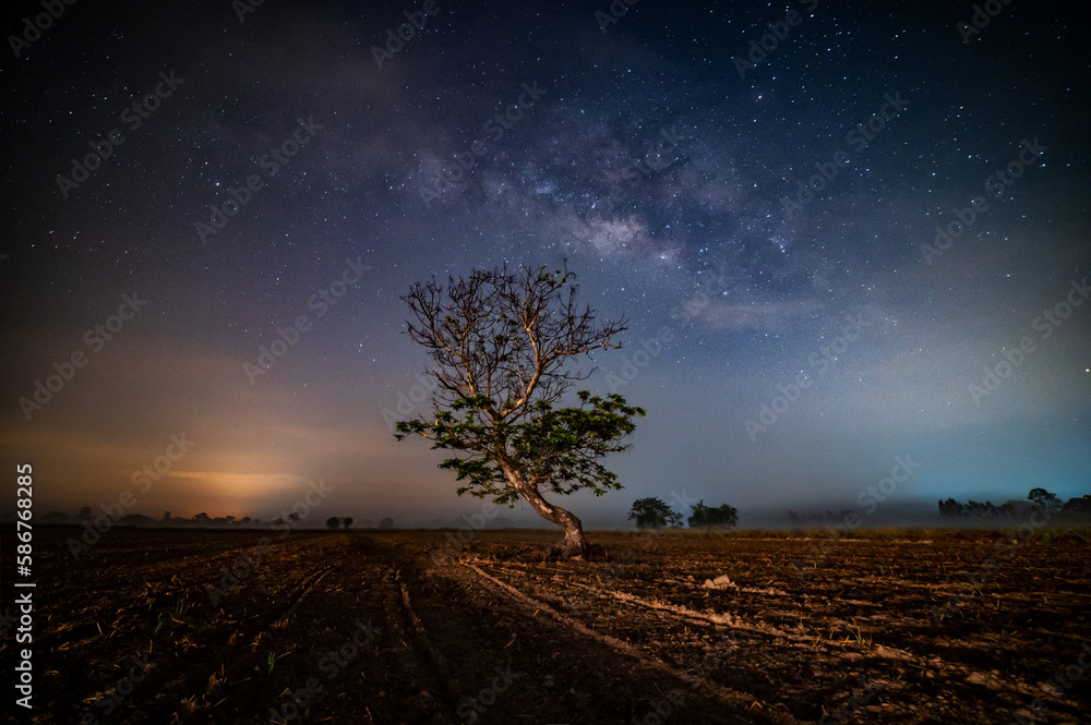 tree in the field at night with many stars and milky ways.Dark tree on ...