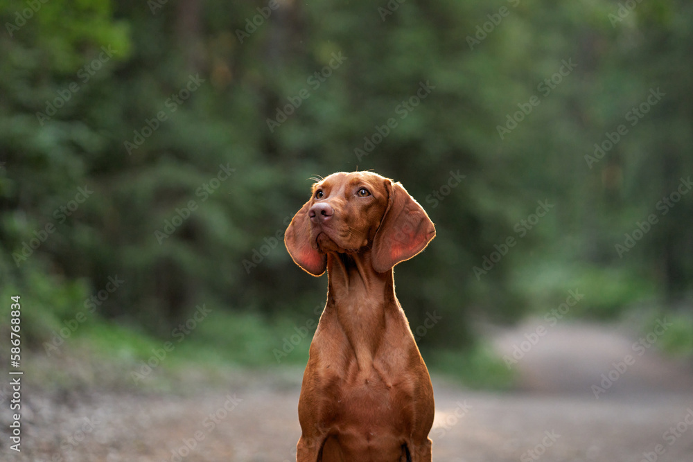 Portrait of a dog on a green background outdoors. Beautiful Hungarian vizsla in nature Portrait of a dog on a green background outdoors. Beautiful Hungarian vizsla in nature
