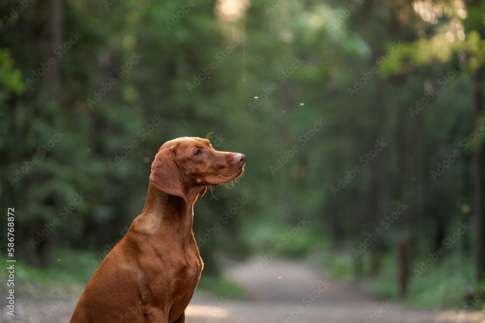 Portrait of a dog on a green background outdoors. Beautiful Hungarian vizsla in nature Portrait of a dog on a green background outdoors. Beautiful Hungarian vizsla in nature