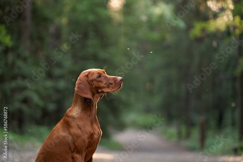 Portrait of a dog on a green background outdoors. Beautiful Hungarian vizsla in nature