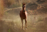 marwari horsе in the field