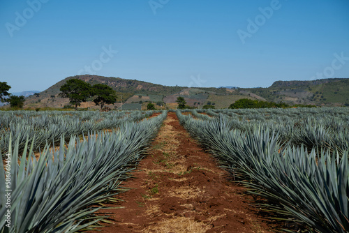 Beautiful landscape of the Jalisco region in Mexico. Cultivation of agave, raw material for tequila.