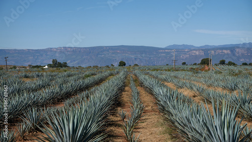 Panoramic view of agave cultivation, in the background the mountains of the region.