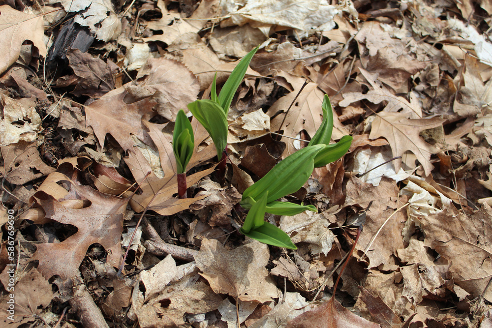 Ramp sprouts amid brown fallen oak and maple leaves at Linne Woods in Morton Grove, Illinois Ramp sprouts amid brown fallen oak and maple leaves at Linne Woods in Morton Grove, Illinois