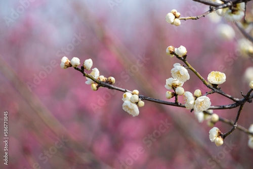 White plum blossom