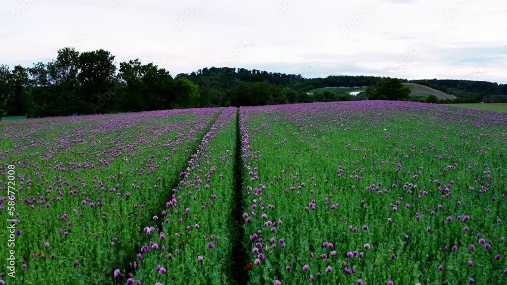 Aerial view of beautiful purple poppy fields in the countryside Aerial view of beautiful purple poppy fields in the countryside