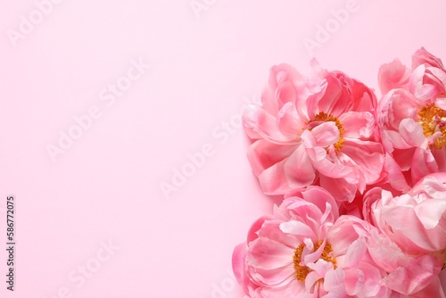 Beautiful peonies on pink background  flat lay. Space for text