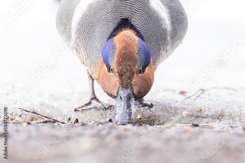 Male green-winged teal (Anas carolinensis) in spring photo