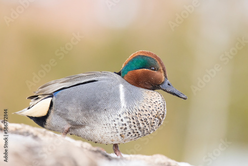 Male green-winged teal (Anas carolinensis) in spring