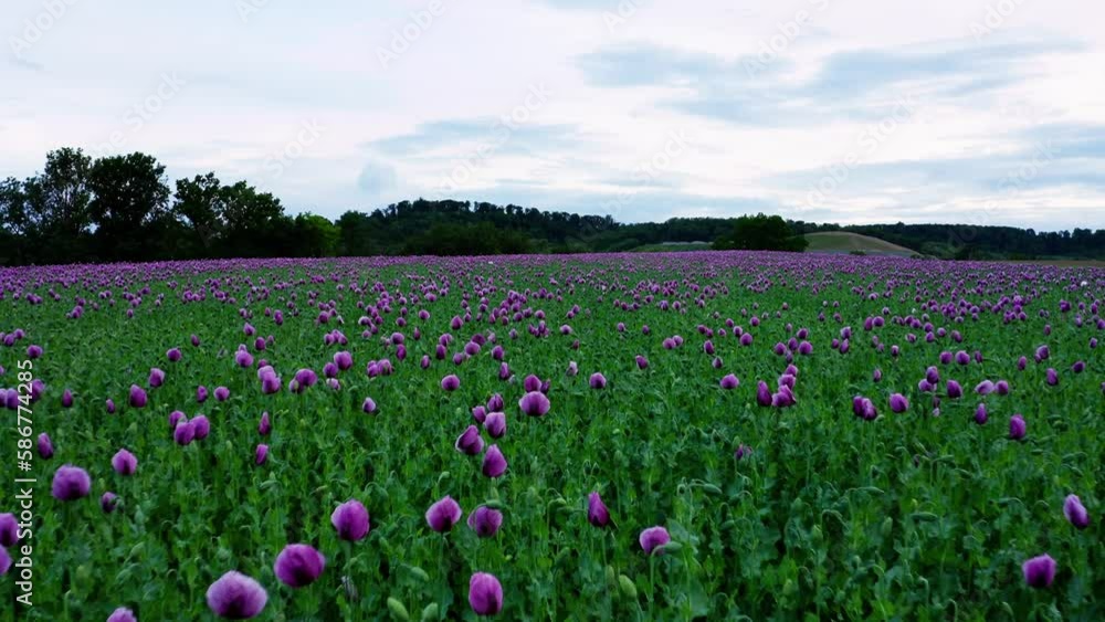 Aerial view of beautiful purple poppy fields in the countryside Aerial view of beautiful purple poppy fields in the countryside