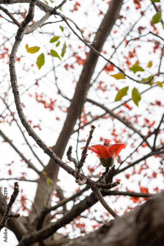 blooming Bombax ceiba or red cotton vertical composition blooming Bombax ceiba or red cotton vertical composition