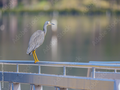 Heron On Railing © david hutchinson