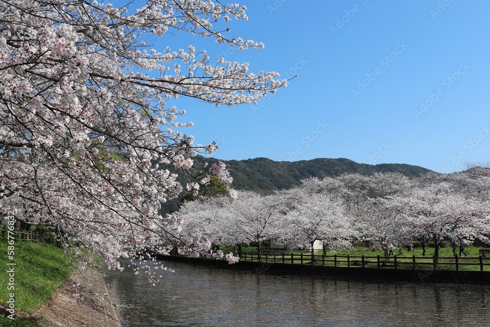 宇土市　春の立岡自然公園