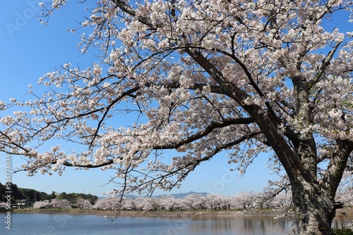 立岡自然公園の桜