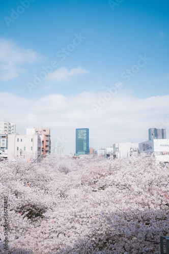 桜