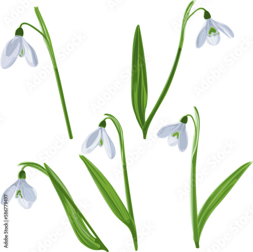 Fototapeta Naklejka Na Ścianę i Meble -  Vector illustration of five isolated shoots of early first spring flowers snowdrops. Galánthus nivális vector graphic on transparent background. Illustration of five flowers snowdrops in vector. 