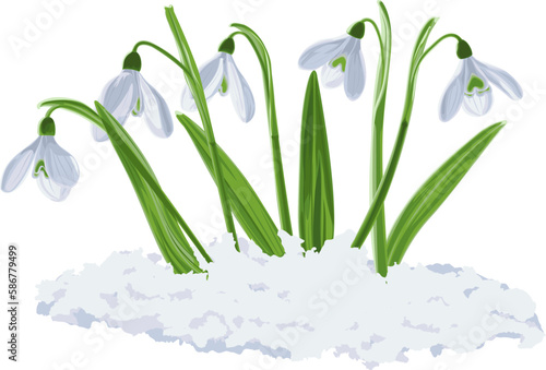Vector illustration of five shoots of early first spring flowers snowdrops in snow. Galánthus nivális vector graphic on transparent background. Illustration of five flowers snowdrops in vector.
