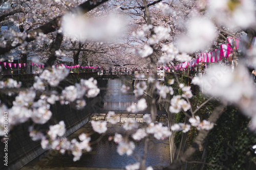 目黒川桜