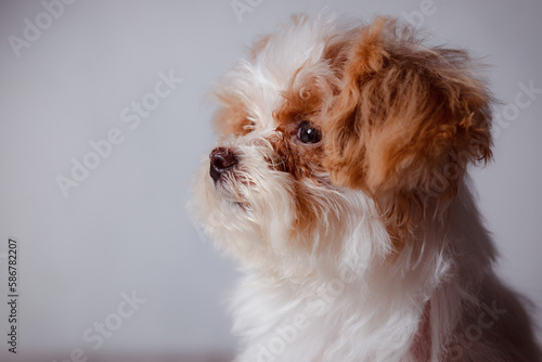 Studio portrait of white maltese adorable puppy. Portrait of a small dog. Small puppy of toypoodle breedon a light wooden background. Cute dog and good friend. My friend maltipu poses. photo
