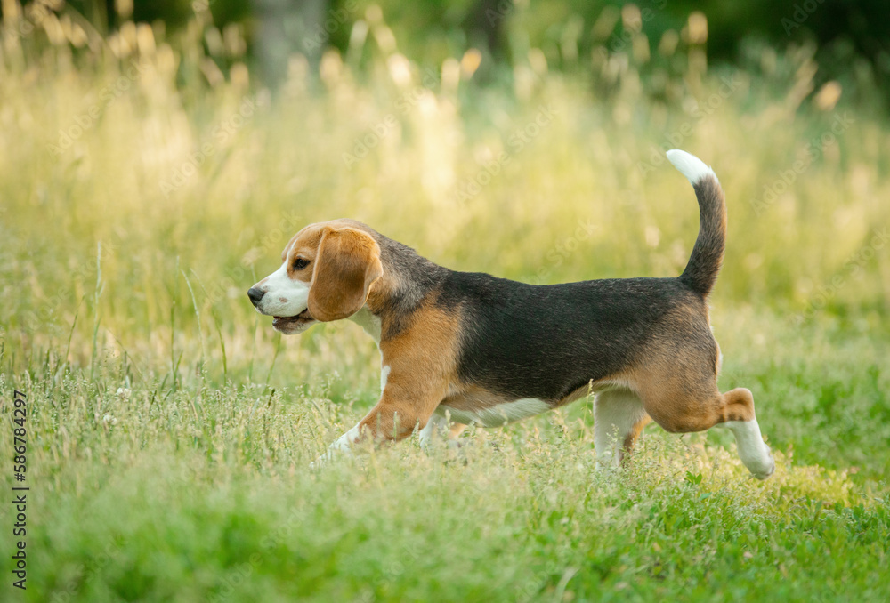 cheerful puppy runs on the grass, field. little beagle in nature in summer