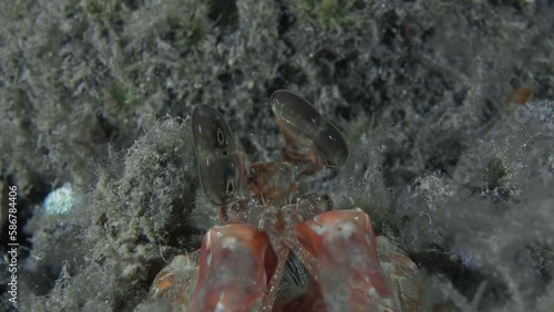 Mantis shrimp dug a hole in the burrow bottom of the sea. She leaned out of the hole and observes the area with her big amazing eyes. 
Red mantis shrimp (Lysiosquillina lisa) Indo-West Pacific, 32 cm. photo