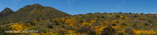Panoramic Mexican Poppy Super Bloom