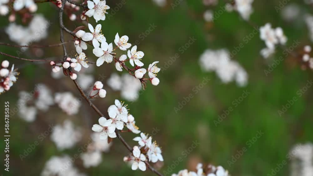 Spring flower on big cherry tree in Hungary Spring flower on big cherry tree in Hungary