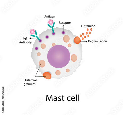 Mast cell. Immune system cells. Histamine. Vector illustration.