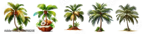 Coconut tree PNG. Coconut tree isolated on blank background PNG