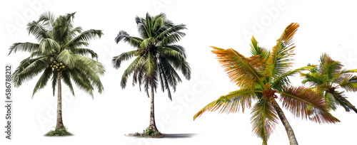 Coconut tree PNG. Coconut tree isolated on blank background PNG