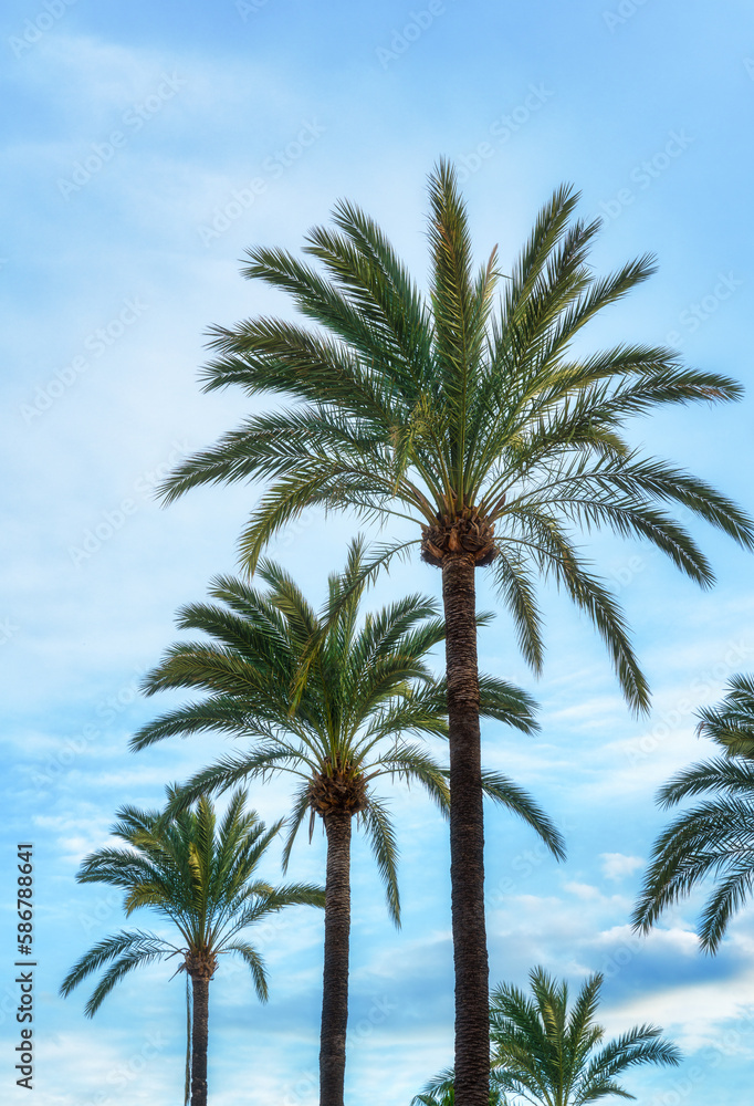 Tropical Palm Trees At Sunny Day - Summer Vacation Backgroung Texture
