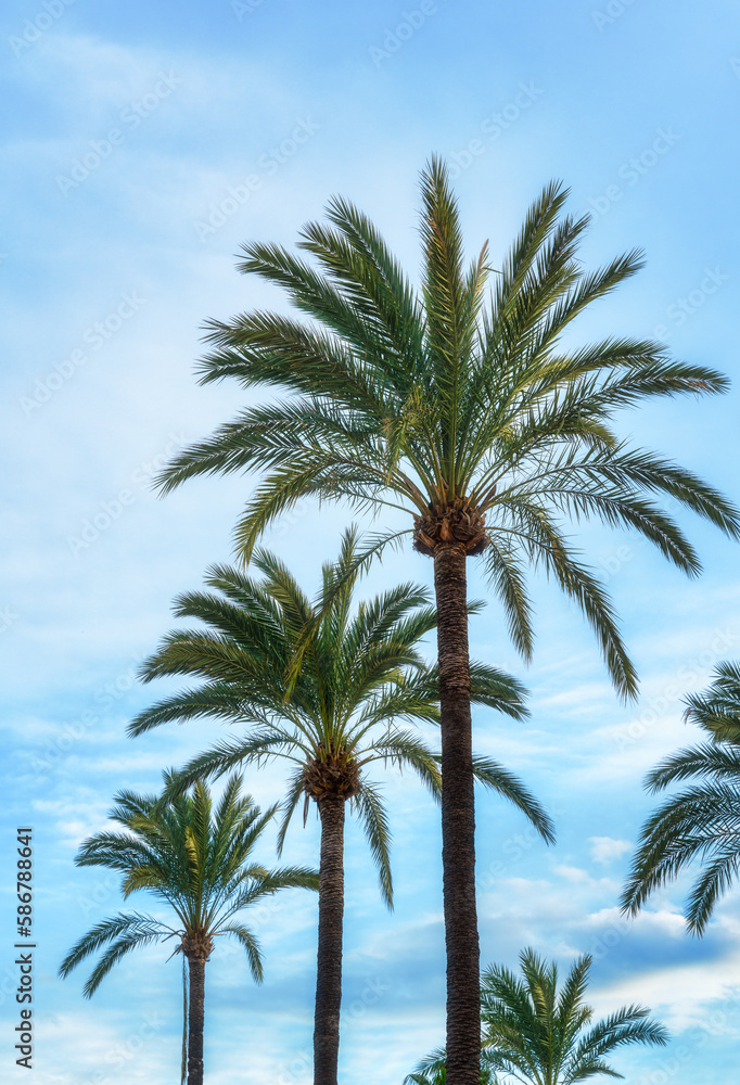Tropical Palm Trees At Sunny Day - Summer Vacation Backgroung Texture Tropical Palm Trees At Sunny Day - Summer Vacation Backgroung Texture