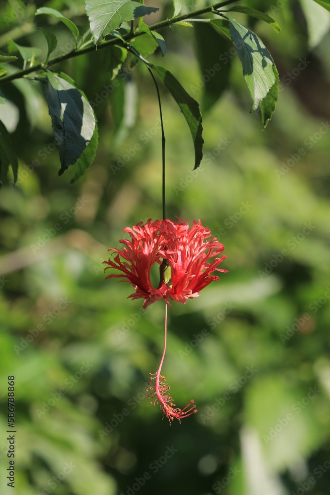 Close up, Bright red Hibiscus Schizepetulus flower head