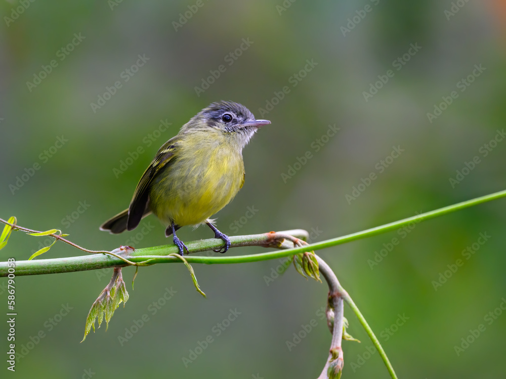 Yellow-olive flatbill on tree branch on green background