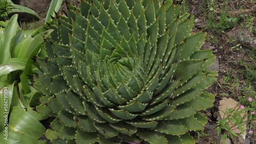 Spiral design of healthy Aloe Polyphylla succulent plant, perspective photo