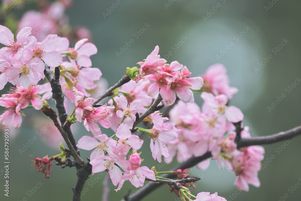 the pink cherry blossom, Beautiful cherry blossoms.