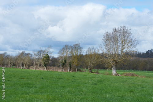 paysage campagnard - arbres tétards