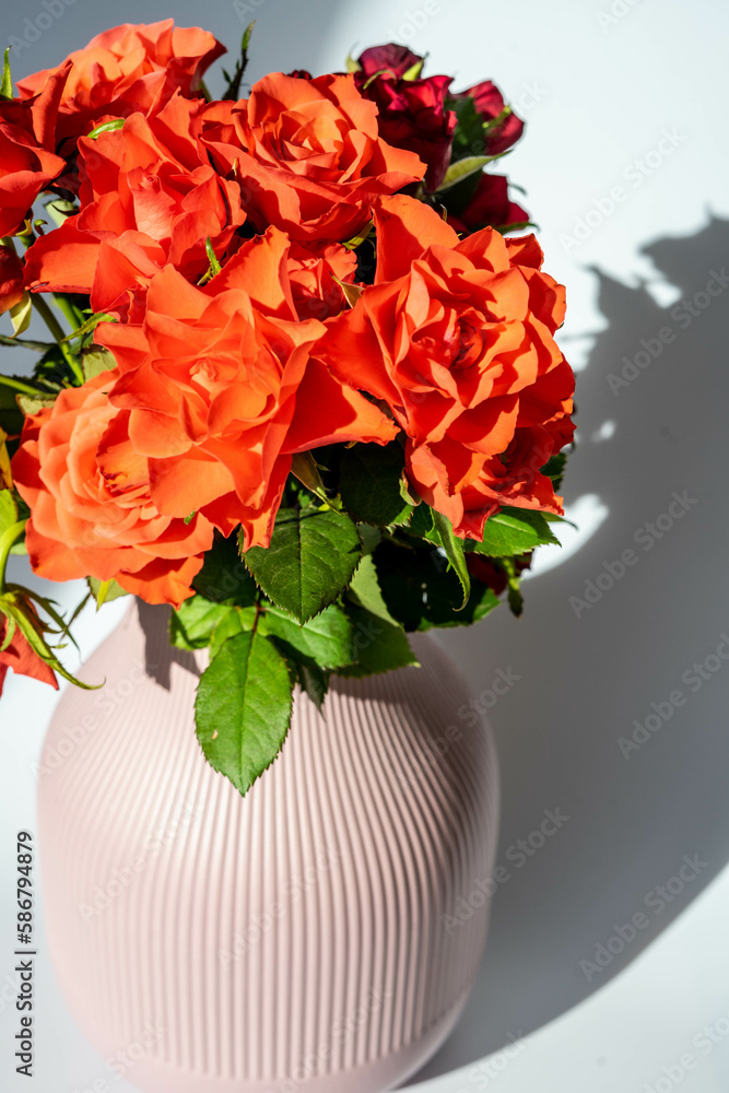 Orange roses in a pink vase, on a white background. Natural light, sunny day, shades
