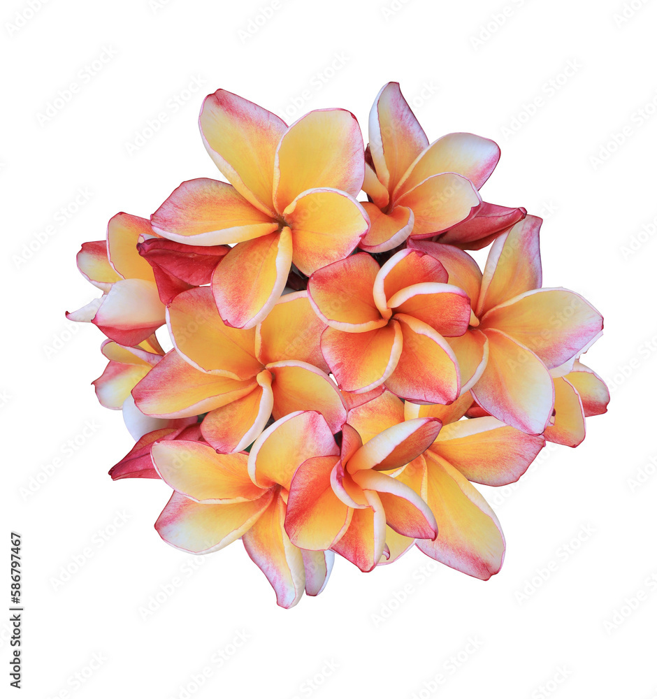 Plumeria or Frangipani or Temple tree flower. Close up yellow-pink Frangipani flowers bouquet isolated on transparent background. Plumeria or Frangipani or Temple tree flower. Close up yellow-pink Frangipani flowers bouquet isolated on transparent background.