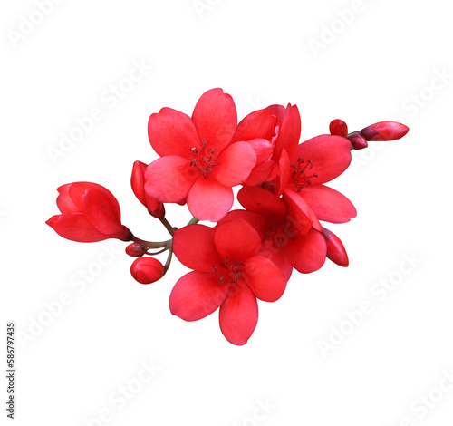 Peregrina or Spicy Jatropha or Jatropha integerrima flowers. Close up red flowers bouqet isolated on transparent background. photo