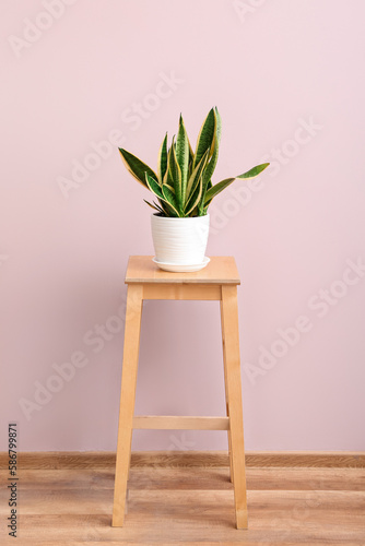 Green houseplant on stool n...