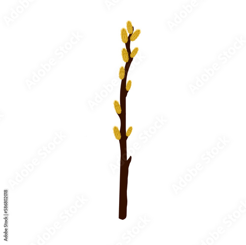 Pussy willow branch on white background